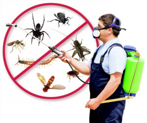 Why You Should Hire Professionals For Termite Control Central Coast
